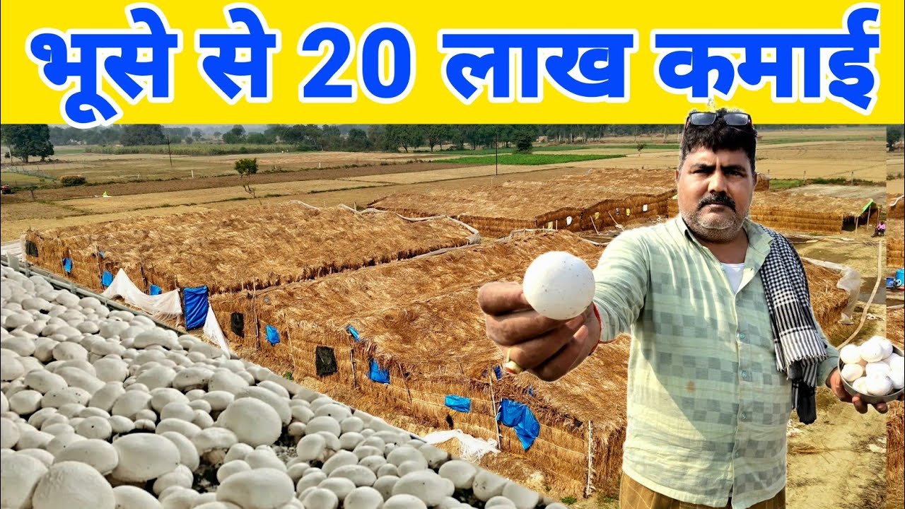 यूपी के प्रधान जी मशरूम की खेती से कमाते हैं 20 लाख | Mushroom farming in india