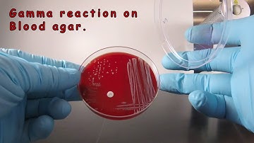 Staphylococcus epidermidis on Blood Agar with a NB Disc