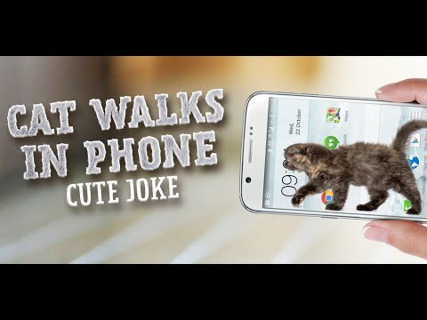 Cat Walks in Phone Cute Joke