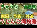 【きゅうり】農薬なしでうどんこ病を簡単に予防と治療をする方法。徹底解説【無農薬】