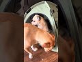 Anti-Anxiety Open Pet Tent, Calming Hideaway Monitoring Bed for Cats & Small Dogs