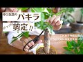 【パキラの剪定】がっつりカット！今よりさらに成長させるコツ！