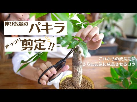 Pruning Pachira] Cut it hard! Tips for growing it even more! - YouTube