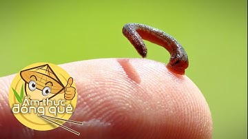 Kinh nghiệm chống vắt khi đi rừng của người Thái | VTC16