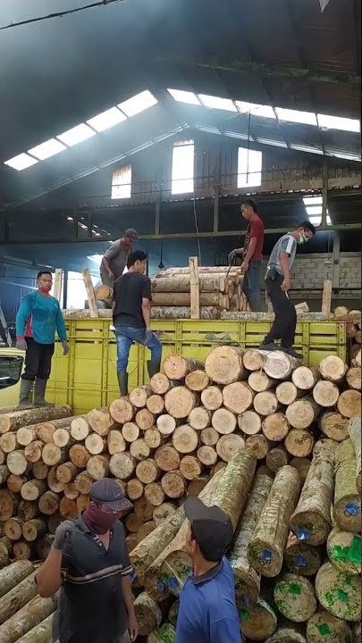 bongkar kayu log