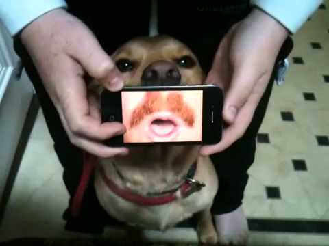 Keith Lemon dog.. Celebrity Juice.