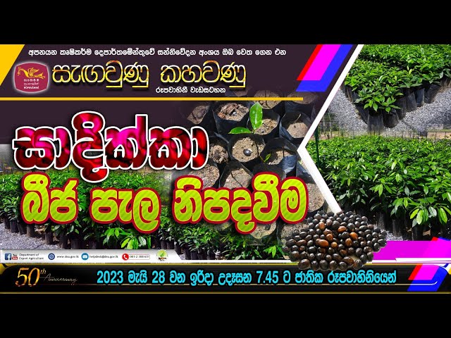 සාදික්කා බීජ පැල නිපදවීම