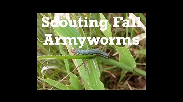 Scouting for Fall Armyworms