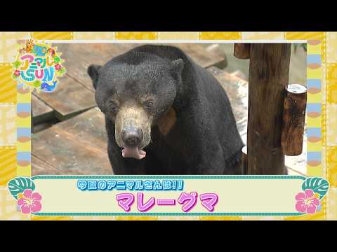 Animal SUN [Okinawa Zoo & Museum "Sun Bear"]