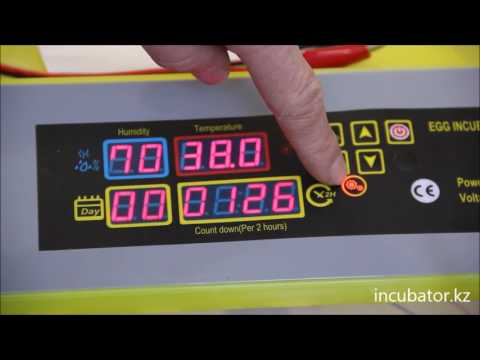 Видео: Автоматични инкубатори. Обратна връзка за автоматичните инкубатори за яйца