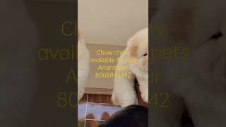 #skpets#dogloversindia #chow chow dogs#chow chow lovers