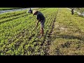 NO MORE WEEDS! SATISFYING WEED CLEANING WITH A SIMPLE CREATIVE TOOL! - agricultural
