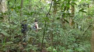 Searching for primates in the tropical forest