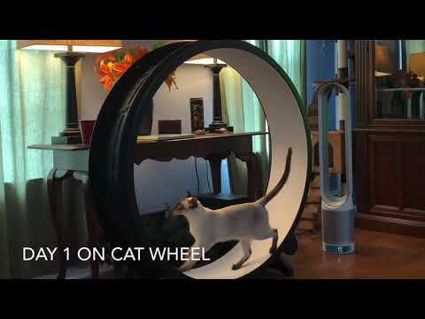 New One fast cat exercise wheel review - only showing my cats day to day progress
