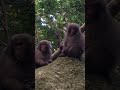 Japanese Monkey Teenager Gang!