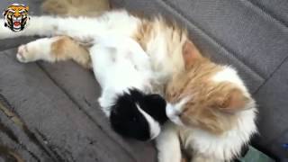 смешные кошки до слез!...