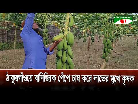 Thakurgaon farmers are profiting from commercial papaya cultivation
