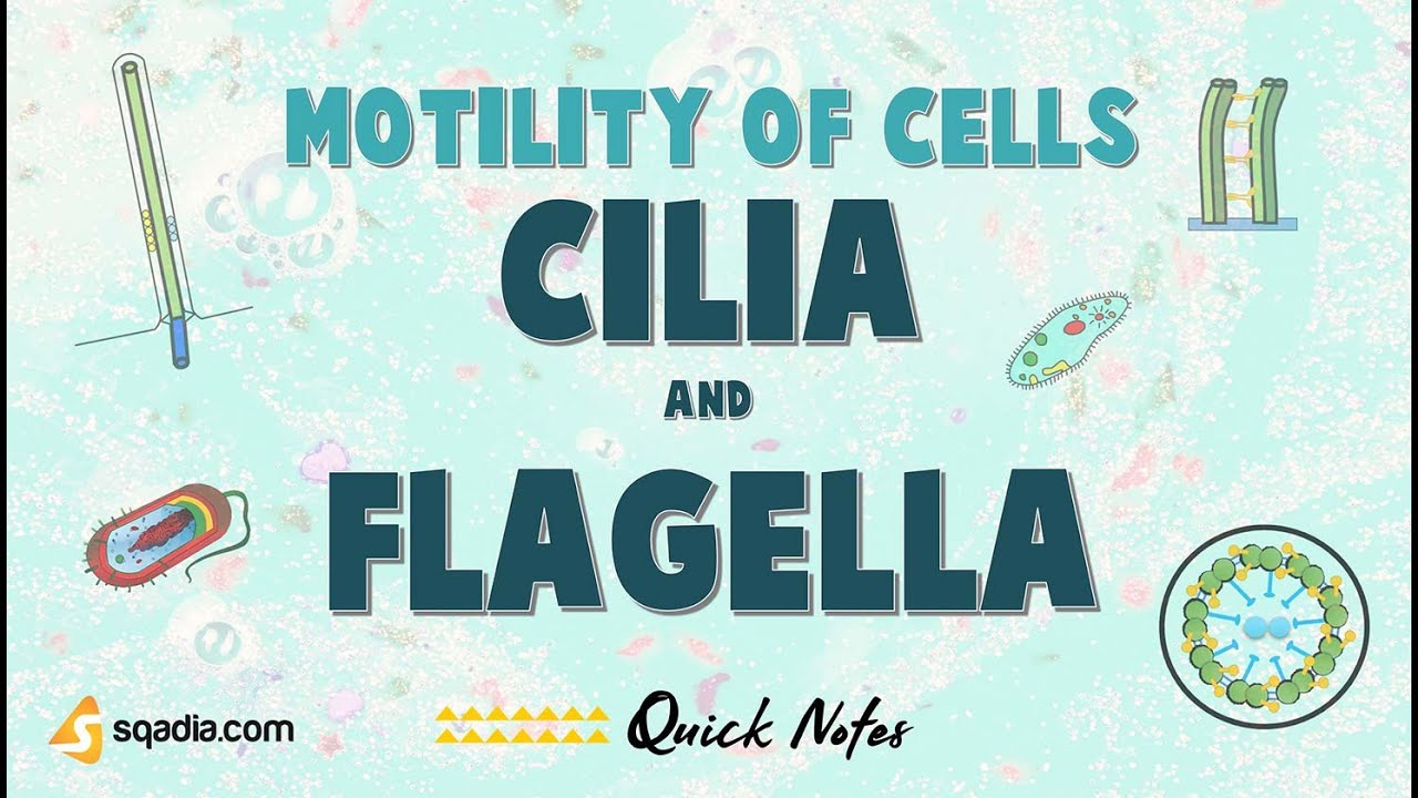 Motility of Cells | Cilia and Flagella