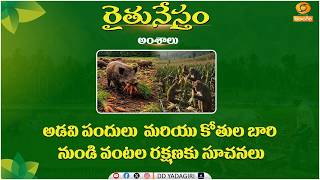 రైతునేస్తం | అడవి పందులు మరియు కోతుల బారి నుండి వంటల రక్షణకు సూచనలు | #Raithunestham