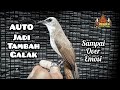 Tips Menaikan Emosi Burung Trucukan (part 2)