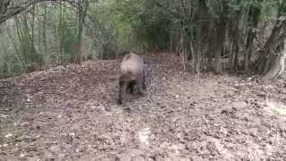 Capko Brak Jazavicar Gater Krusevac