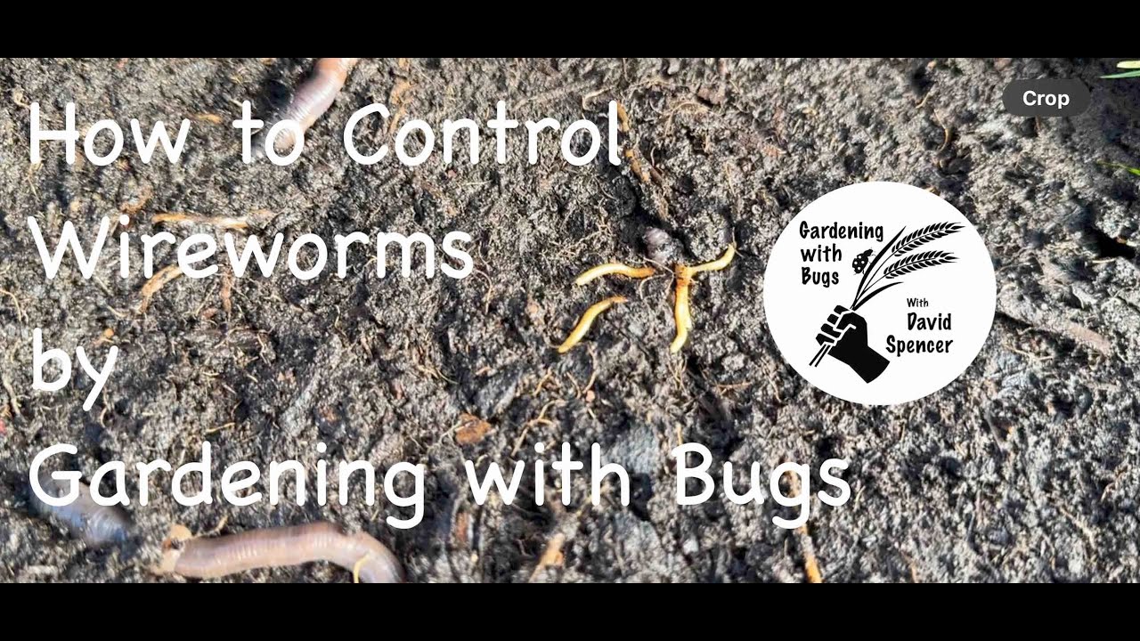 How to Control Wireworms - YouTube