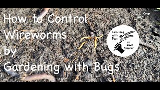 How to Control Wireworms