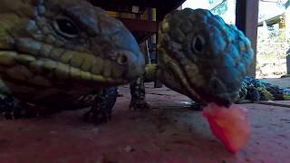 Two Shingleback Lizards (Stumpies) Eating Tomato on a Hot Day