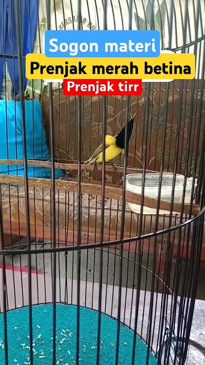sogon materi prenjak merah betina #shortvideo #burung #sogongacorngobra #sogon #mangkicauoffecial