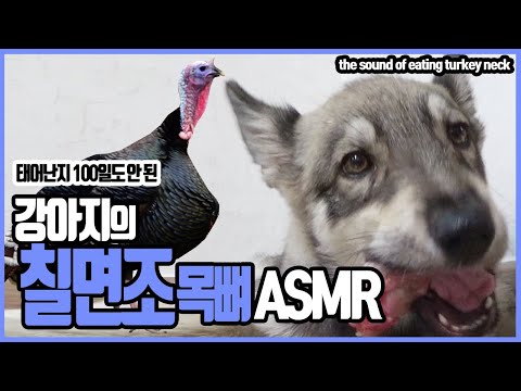 아기 울프독의  칠면조 목뼈 먹방 ASMR [the sound of eating turkey neck (hybrid wolfdog 'zara') ]