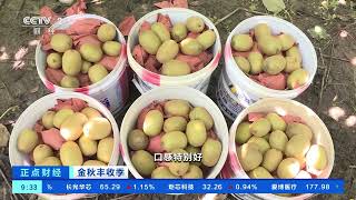 [正点财经]金秋丰收季 河南西峡：瓜果飘香 8万多亩猕猴桃迎丰收| 财经风云