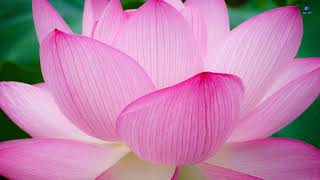 Lotus Meditation - Find Inner Peace and Tranquility Meditation