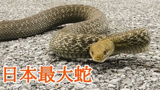 日本最大のヘビ、ヨナグニシュウダ【野生生物観察ドキュメンタリー】