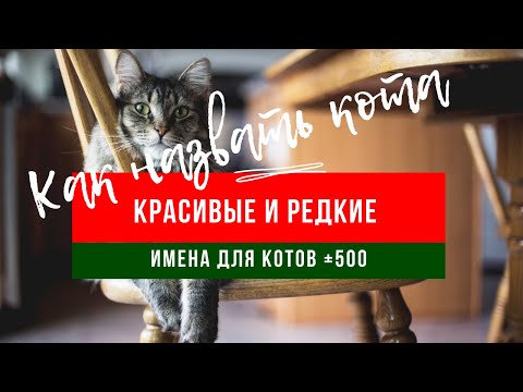 Имена для котов: +500 имен в одном ролике, прикольные и редкие имена в алфавитном порядке от А до Я