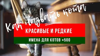 +500 прикольных и редких имен для кошек от А до Я