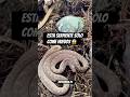 ¡Así quedó el NUEVO TERRARIO de mis serpientes come-huevos africanas! #snake #serpiente #culebra