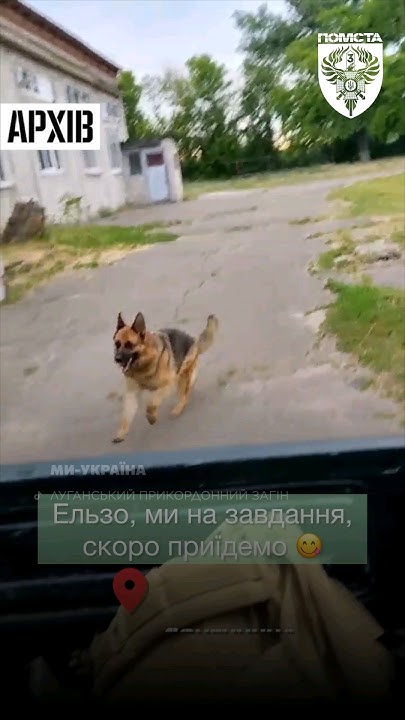 😍 Врятована вівчарка Ельза не відпускає своїх друзів самих на завдання ...
