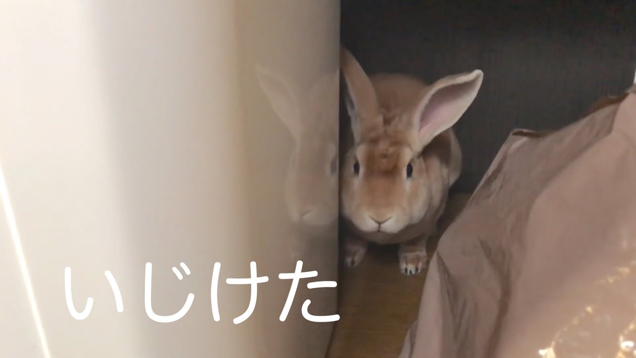 怒られていじけたうさぎさん rabbit0030 - YouTube