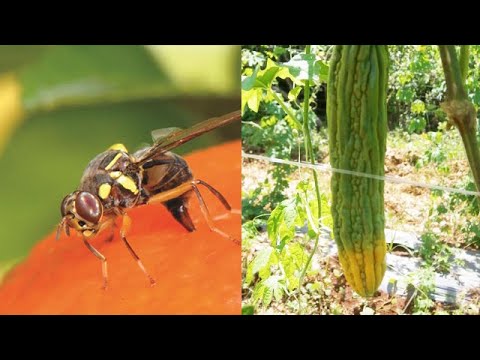 Video: Masama ba ang Pestisidyo Para sa Pantalon: Paggamot sa Pinsala ng Insecticide sa Mga Halaman