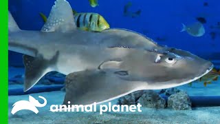 Big Mama The Bowmouth Guitarfish Might Be Pregnant! | The Aquarium