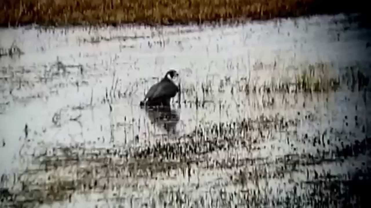 trustworthy แปล Peregrine attacking a wigeon