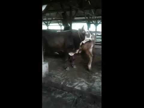 Proses kawin alami sapi simental - YouTube