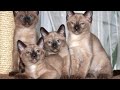 Тонкинская кошка: описание породы, характер, советы по содержанию и уходу.