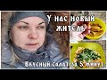 Что произошло 😔 новый житель, наш зоопарк . Вкусный салат 🥗