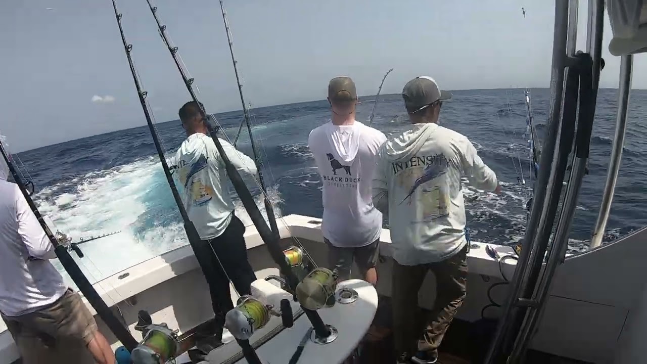 Pitch Bait Sailfish Release Intensity Sport Fishing Guatemala