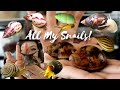 MEET ALL MY PET SNAILS | Giant African Land Snails | Aquatic Snails | Garden Snails | Baby Snails