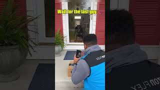 Delivery drivers are fighting for their lives! 😭🚐 #shorts  #funnydogs  #dogs #pets #funny