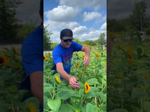ვიდეო: მზესუმზირის მტვრის გარეშე ინფორმაცია – შეიტყვეთ ჭრისთვის იდეალური მზესუმზირის შესახებ