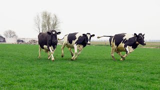 Cattle Cannot Get Enough Fresh Fodder