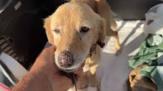 Despina rescued the very old and sick dog!  Takis Shelter